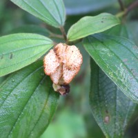 Melastoma sp.